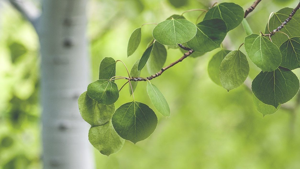 Aspen Tree Types - Information About Aspen Trees Varieties | Gardening Know  How