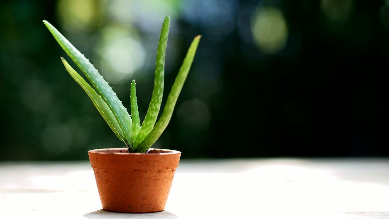 huge aloe vera Aloe pretoriensis hybrid main image 1