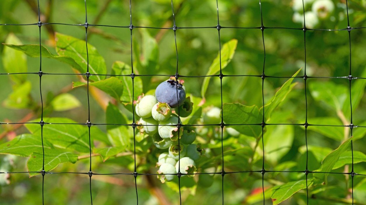 tobacco netting for blueberry bushes Bird Protects on Hoops-Frame Structures Minimum order Blueberry Netting Guide 2025: Best