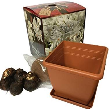 Quaint Paperwhite Growing Kit, Includes 5 Paperwhite Bulbs, a Plastic Pot and Saucer, and Professional Growing Medium