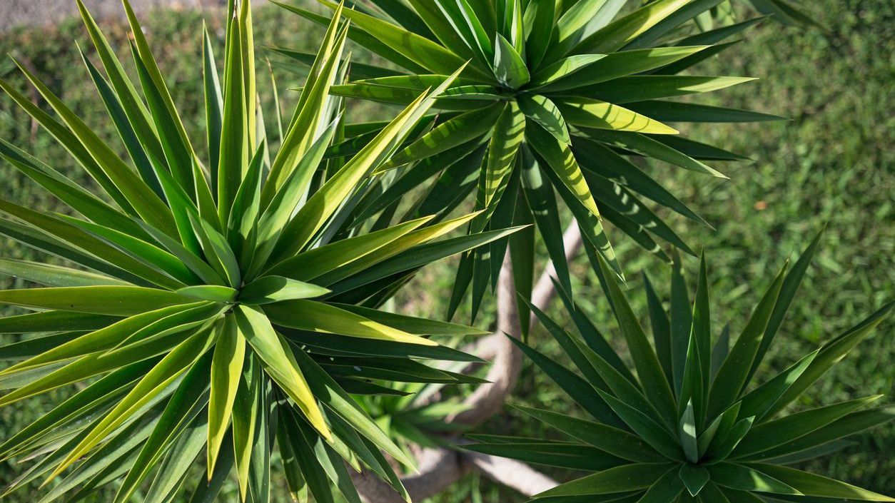 Cold Hardy Yucca Varieties: Tips On Growing Yuccas In Zone 5