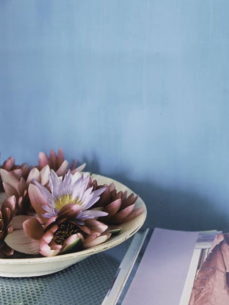 Swallow limewash paint