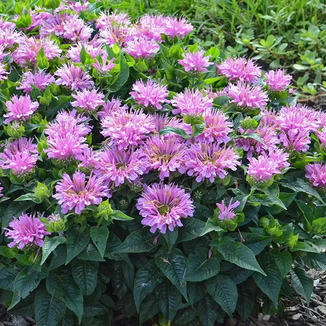 Pardon My Lavender Bee Balm