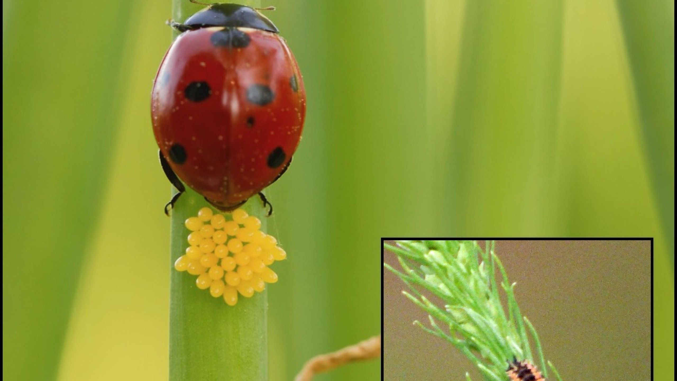 L Ladybug Do Ladybugs Come In Different Colors