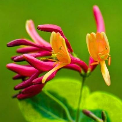 Pink Salmon Climbing Honeysuckle Plant Live, Fragrant Honeysuckle Plants Vine Bushes in 2.5 Inch Pot
