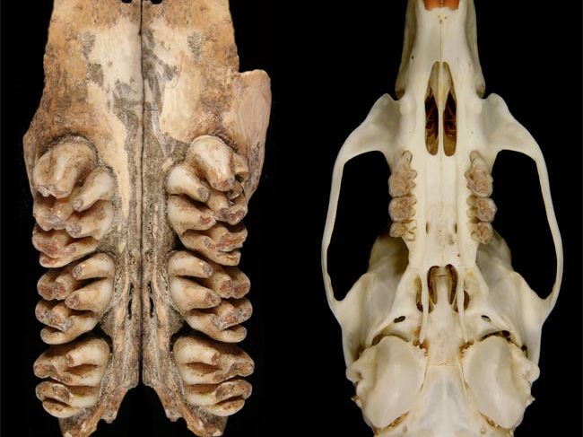 Discovered: The Biggest Rat That Ever Lived | Live Science