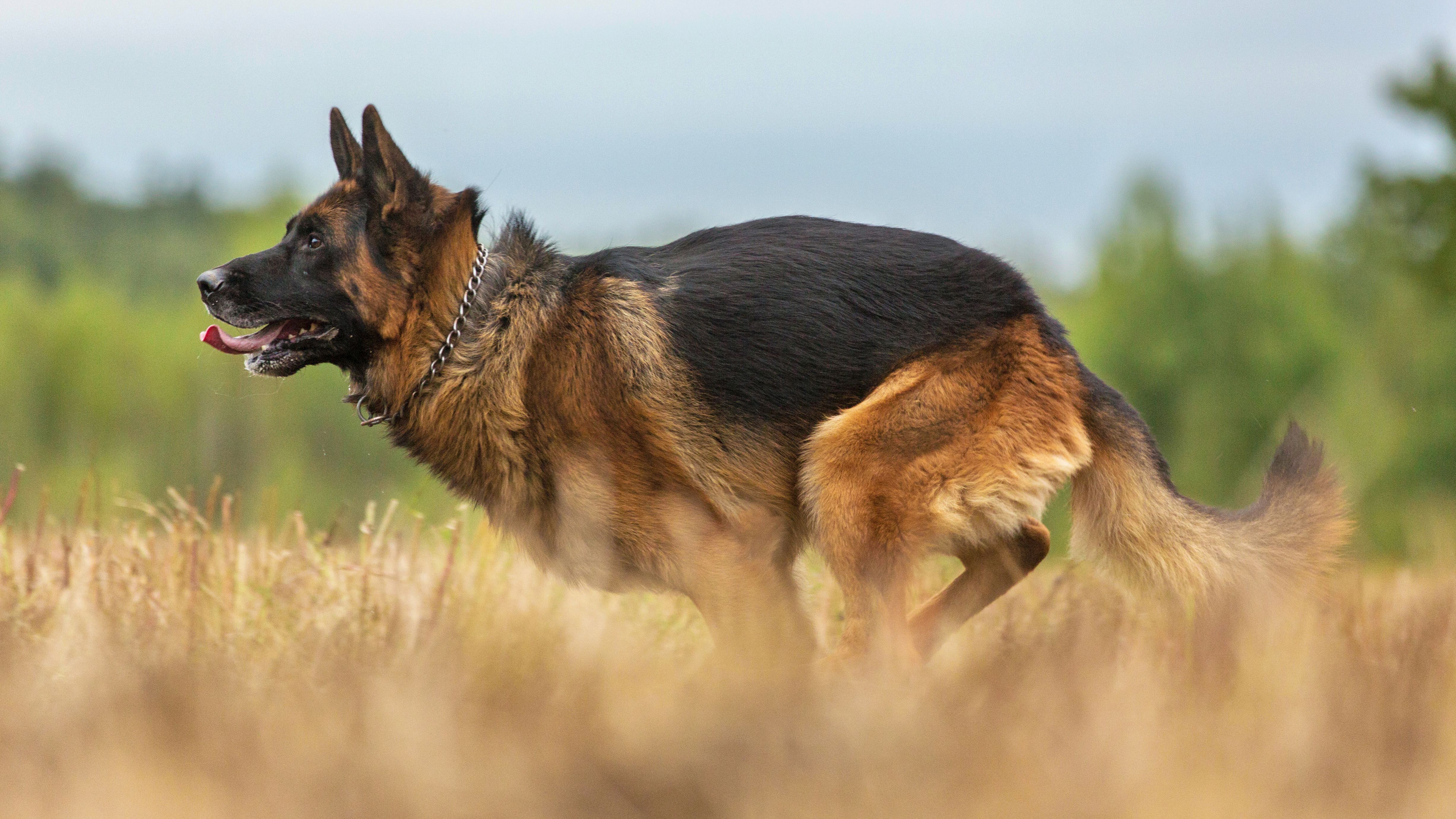 German Shepherd running