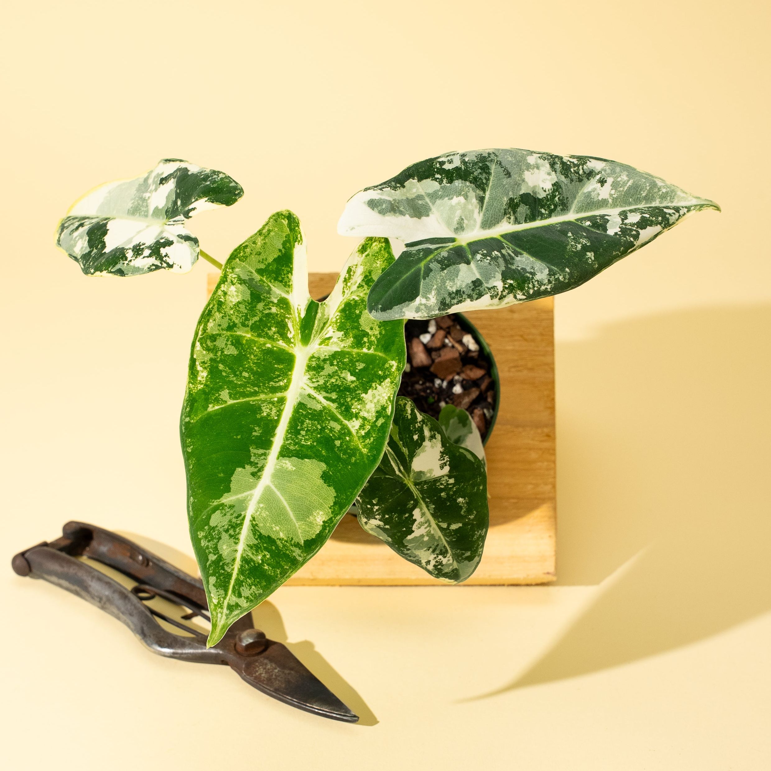 4&amp;quot; Variegated Alocasia 'frydek'