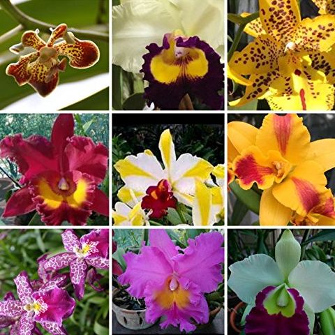 5 Live Orchid Plants (cattleya, Oncidium, Dendrobium, Vanda, and Phalaenopsis ) Premium Beautiful Orchids - Angel&amp;rsquo;s Orchids