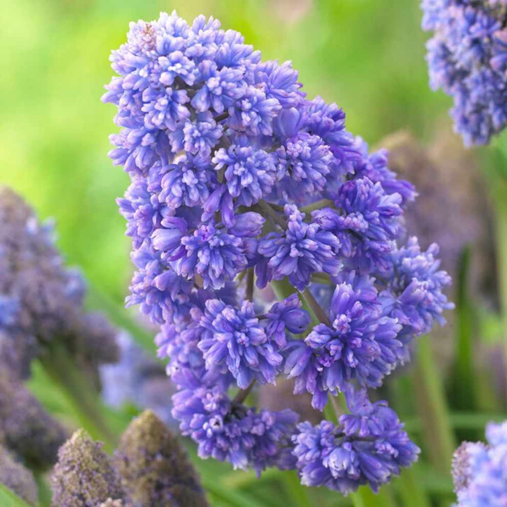Muscari Fantasy Creation (grape Hyacinth)
