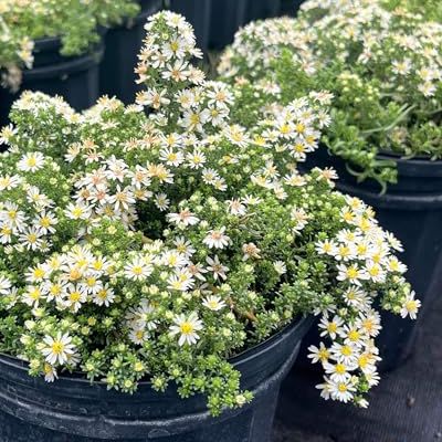 Perennial Farm Aster Ericoides &amp;lsquo;snow Flurry&amp;rsquo; (white Heath Aster) &amp;ndash; Live Perennial in #1 Container, Low-Growing White Daisy-Like Blooms, Compact Groundcover, Great for Edging &amp;amp; Pollinator Gardens