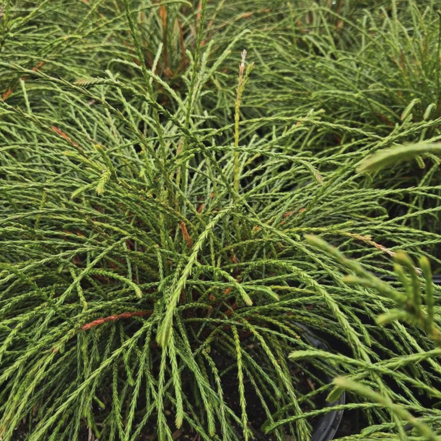 Whipcord Western Red Cedar