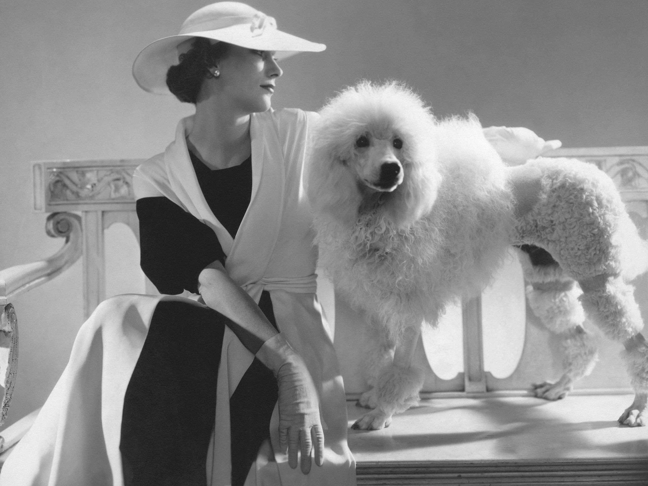 The unsolved mystery of Masterpiece the toy poodle, the world's