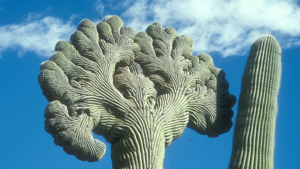 Photos: Inside the Bizarre World of the Crested Saguaro Cactus | Live  Science