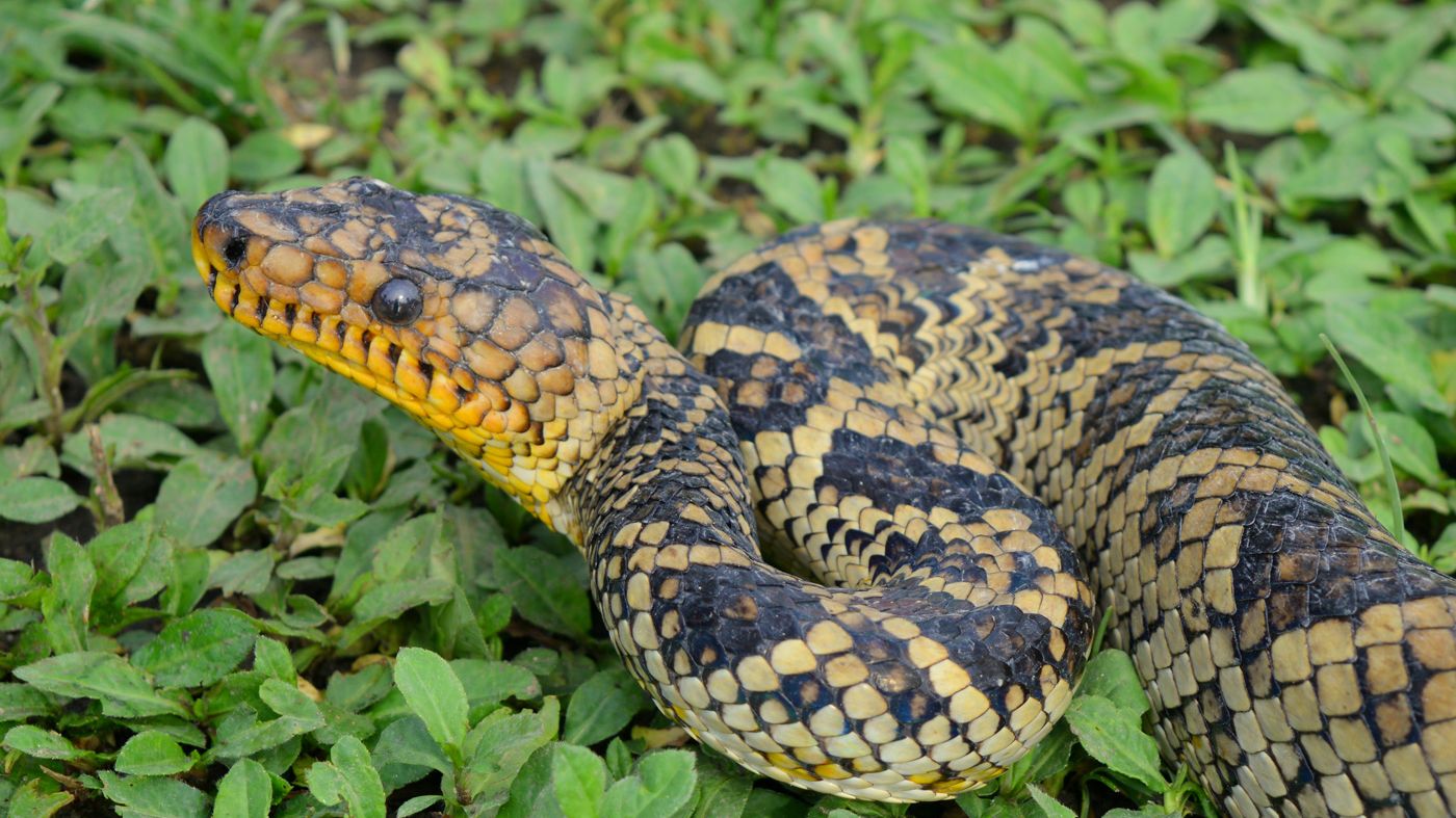 World's Rarest Boa Snake Seen for 1st Time in 64 Years | Live Science