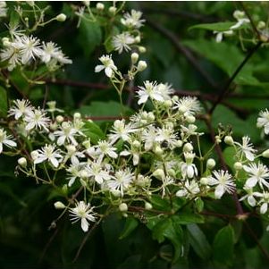 Clematis Virginiana - Fall Blooming Love Vine - 2.5" Pot - Very Hard Vine