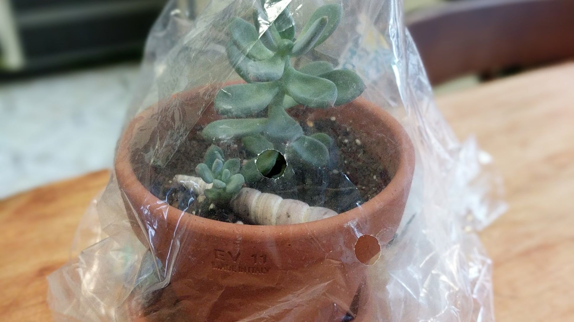 Growing Plants Under Plastic Bags  How To Use A Plastic Bag As A  Greenhouse | Gardening Know How