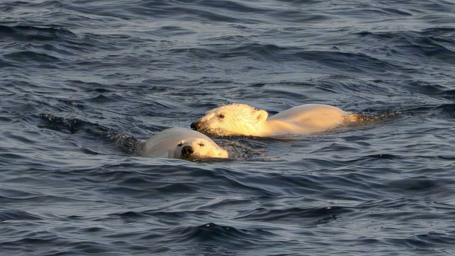 I sailed to Greenland for a total solar eclipse — what I saw left me speechless 3 MyCelestialApp two polar bears swimmingly close together bathed in the golden glow of sunlight
