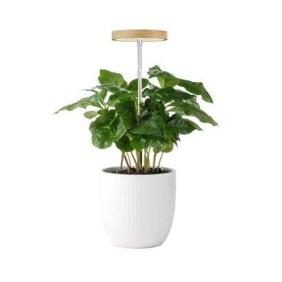 Grow Light with Timer