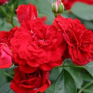 Roxanne&amp;trade; Veranda&amp;reg; Rose - 4" Pot