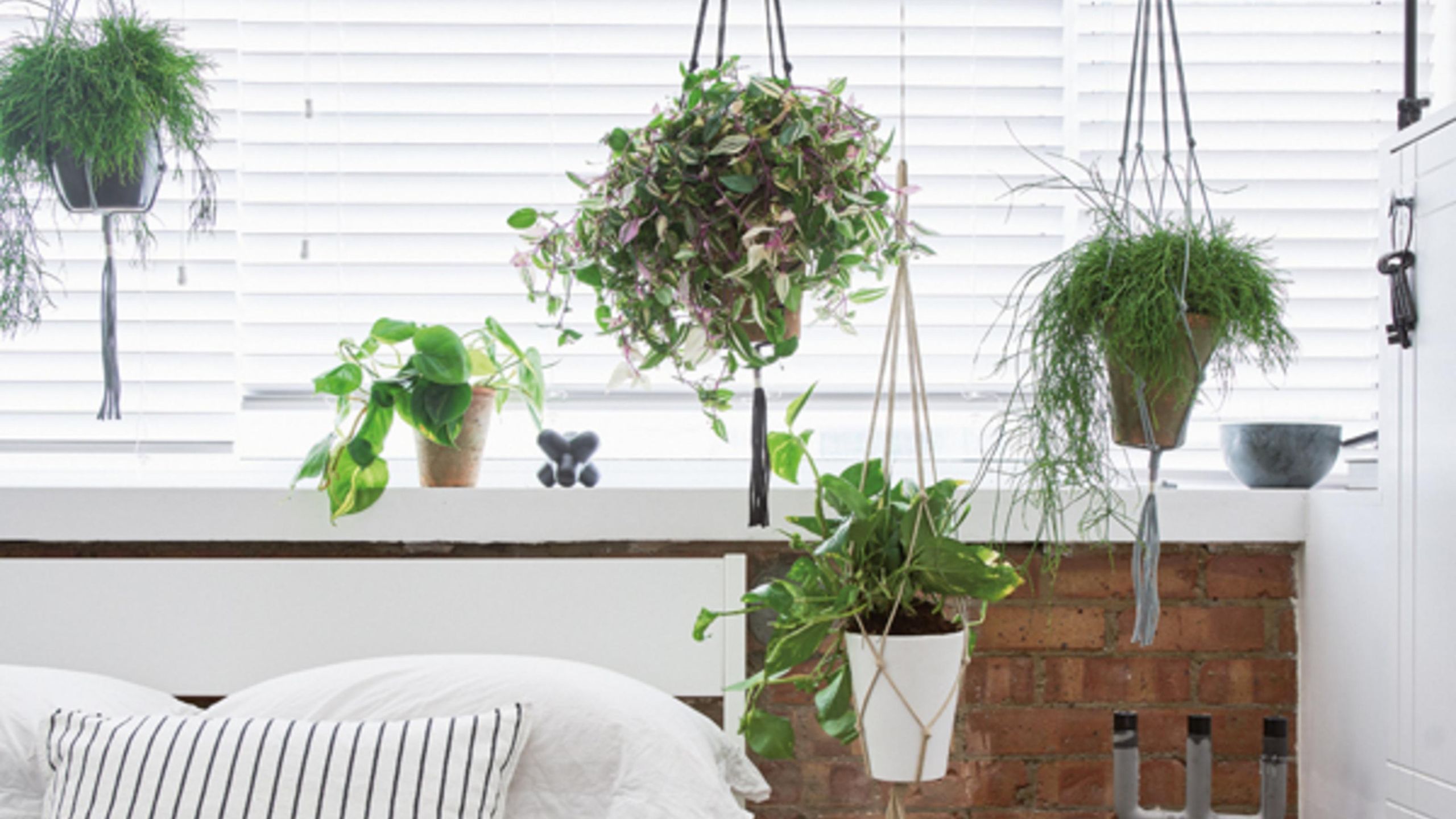 succulents price Buy Top 3 succulent plants Pack online from Nurserylive at lowest price main image 0