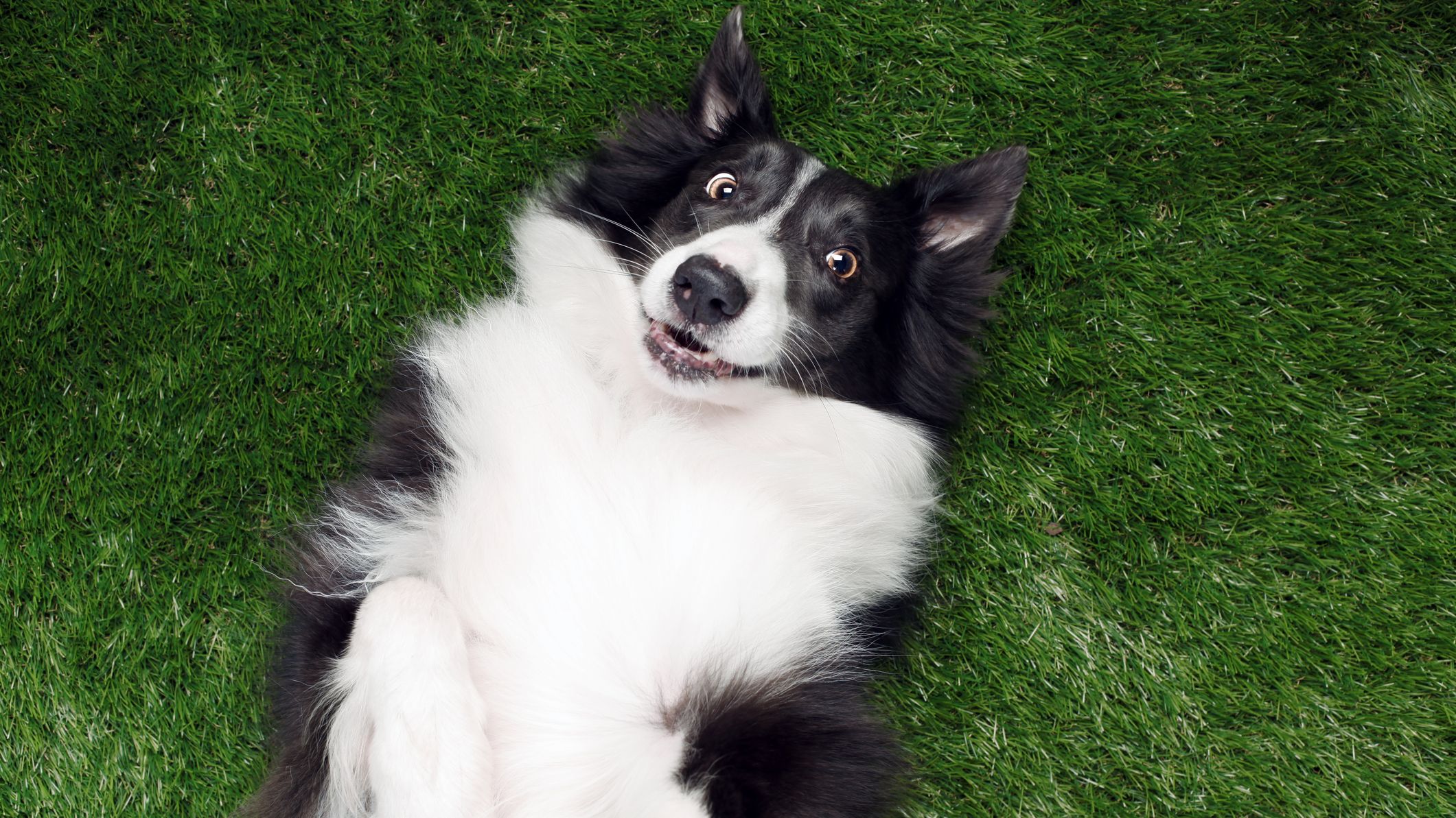 A surprised border collie dog is rolling over, looking up at the camera.