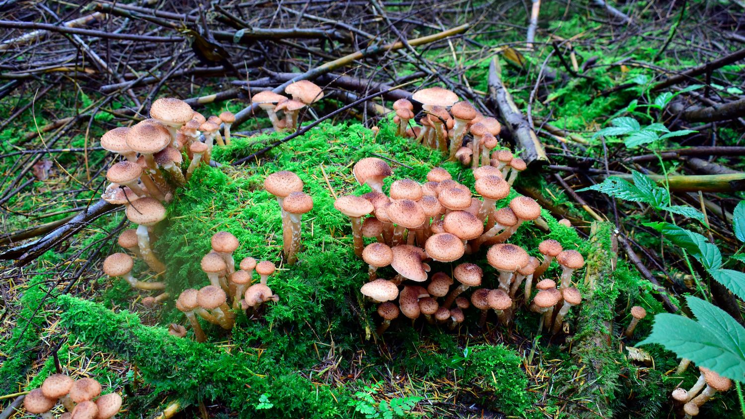 Humongous Fungus EV Grieve: More Humongous Fungus