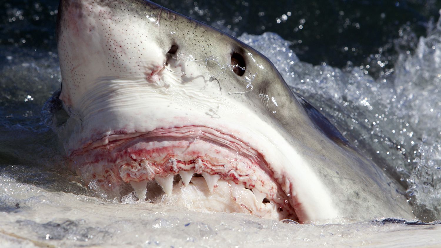 Great White Sharks Scavenge Dead Whale Carcasses | Sharks | Live