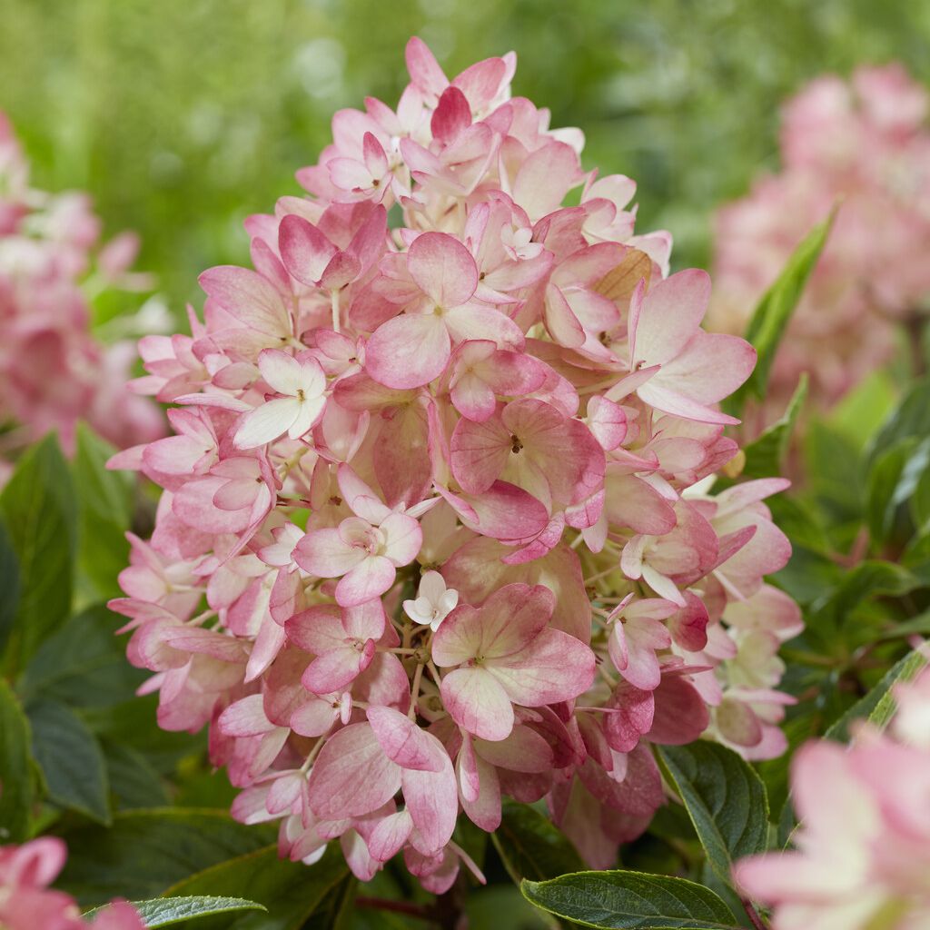 Groundbreaker&amp;reg; Blush&amp;trade; Hydrangea
