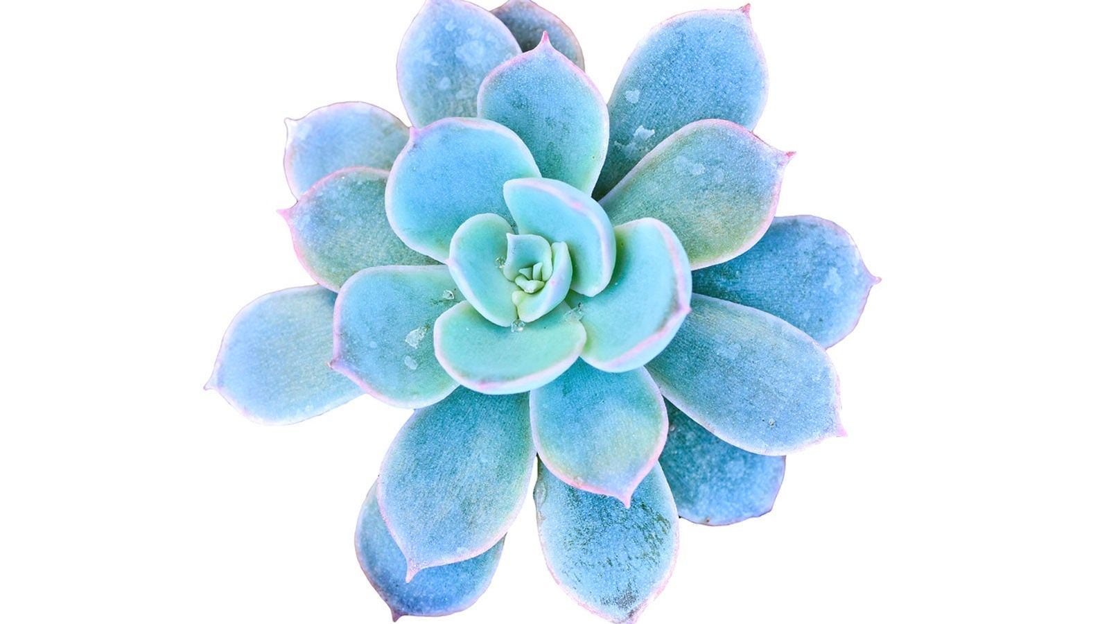 succulent that looks like aloe Aloe ‘Purple Haze’ main image 0