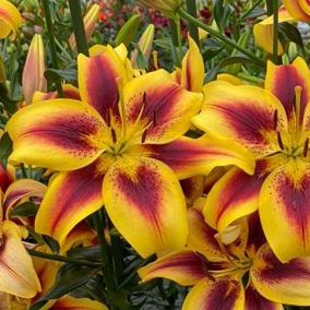 Viva La Vida Oriental Lily - 2 Bulbs - Bold Colors - 16/18 Cm