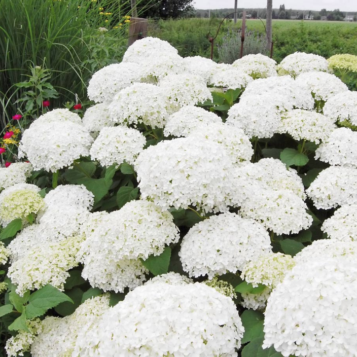 fast-growing-trees, HYDRANGEA ANNABELLE