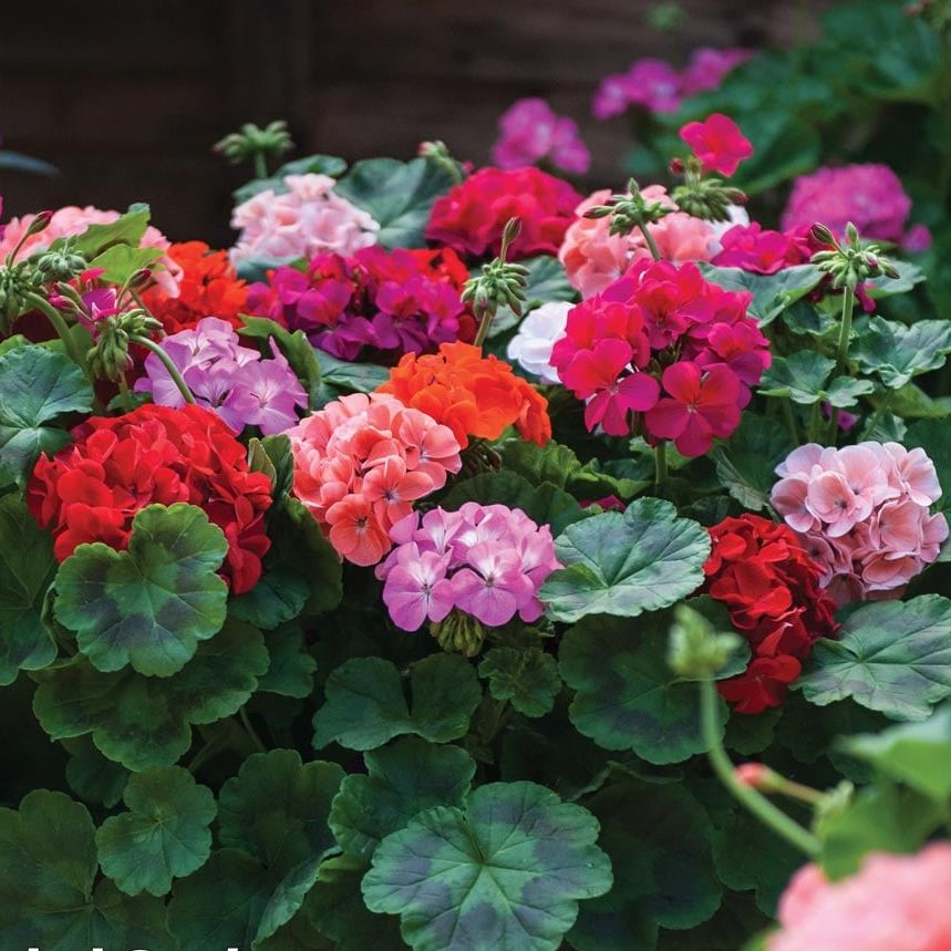 Geranium 'jackpot Mixed' F1 Hybrid
