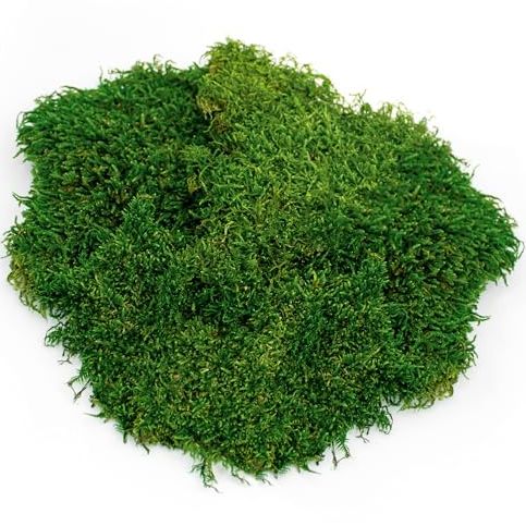Gal&amp;aacute;pagos (05248) Sheets of Real Moss, 8-Quart, Natural,green