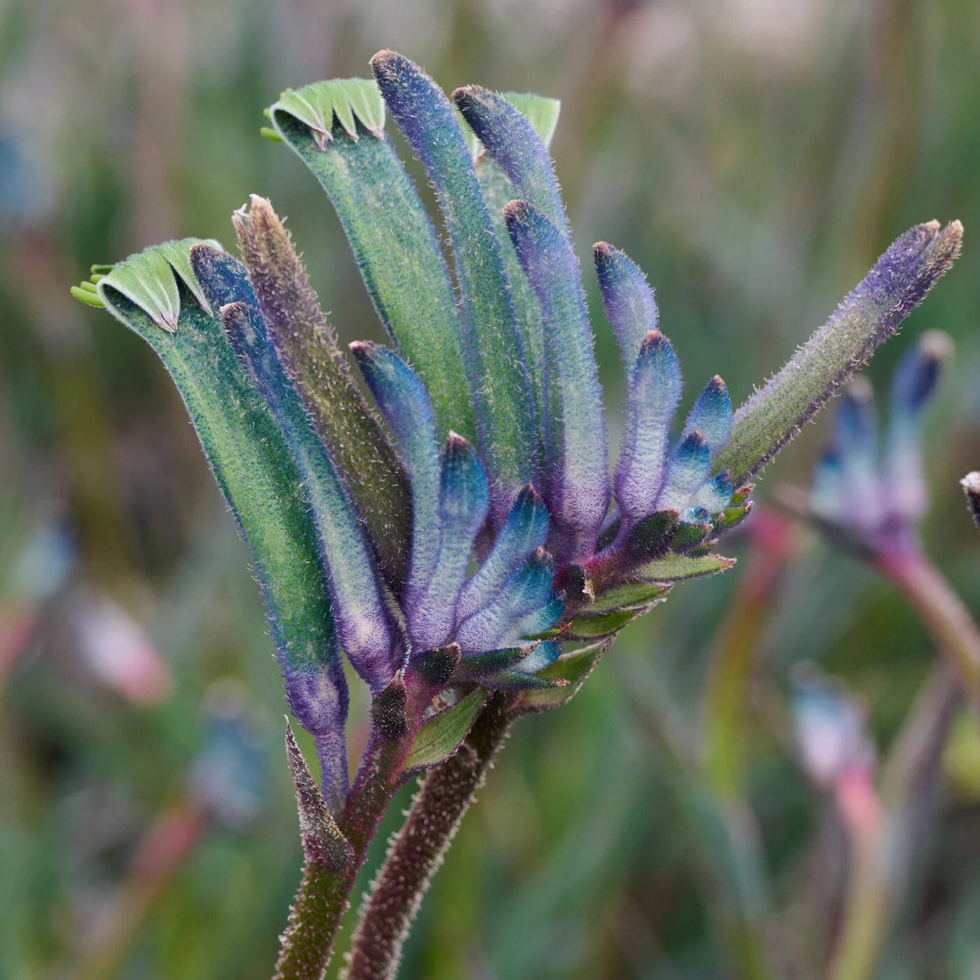 Blue kangaroo paw plant