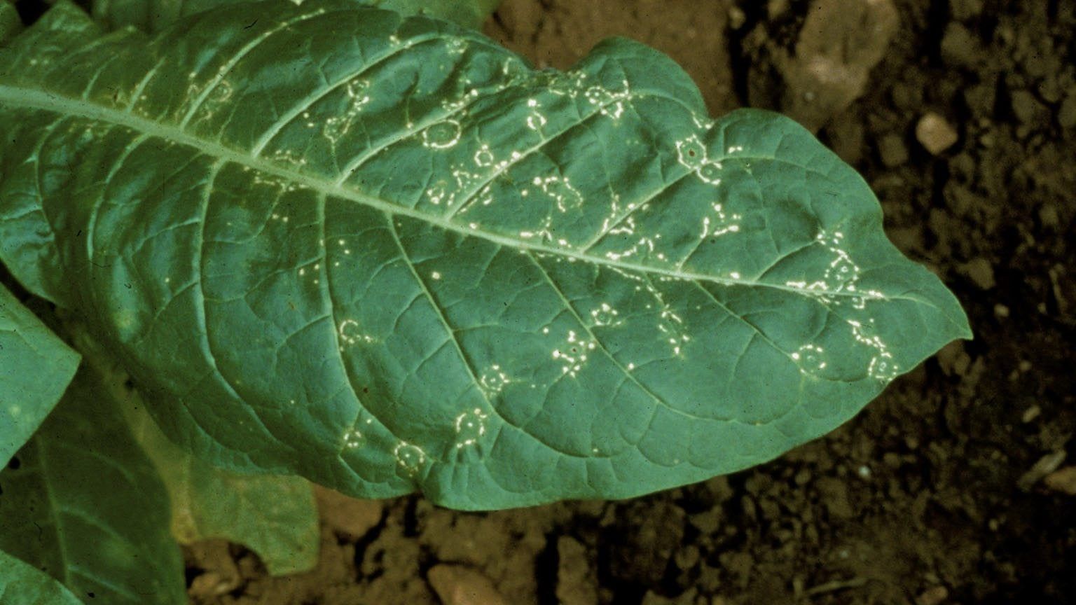 tobacco ringspot virus virus, illustration | Stock Image Tomato/Tobacco ringspot decline - Integrated