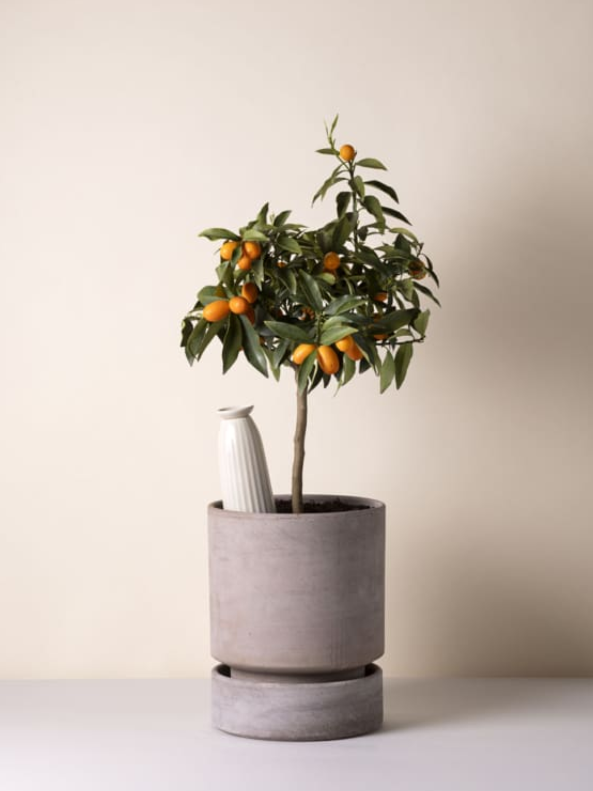 A small citrus tree with a sandstone Water Cacti Cove from Bergs Potter