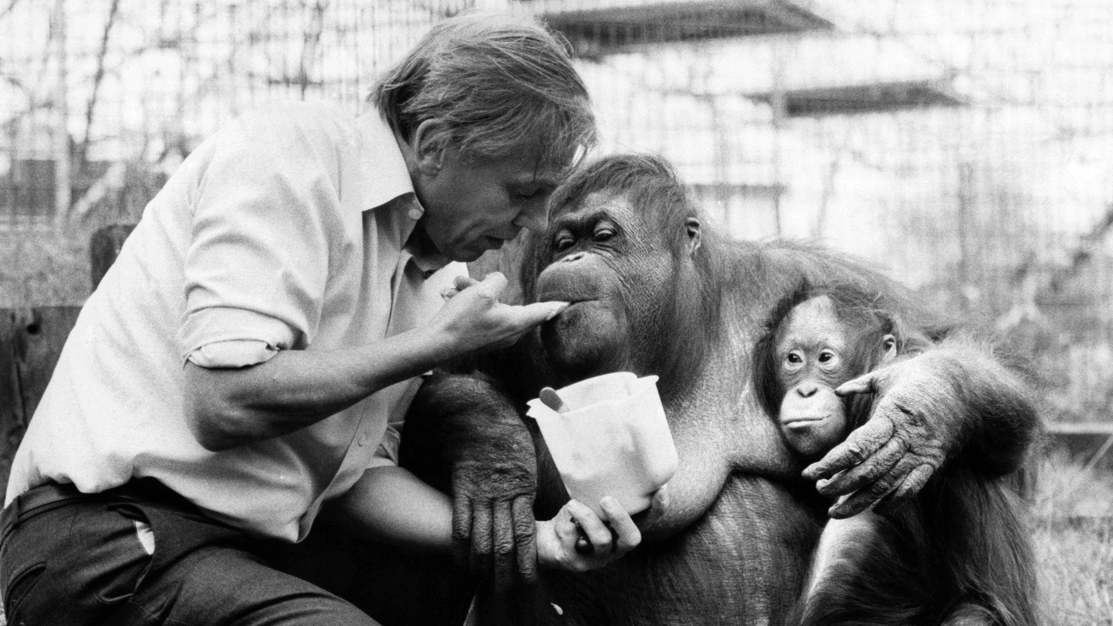David Attenborough with orangutan and her baby at London Zoo. April 1982. (Photo by mirror/Mirrorpix/Getty Images)