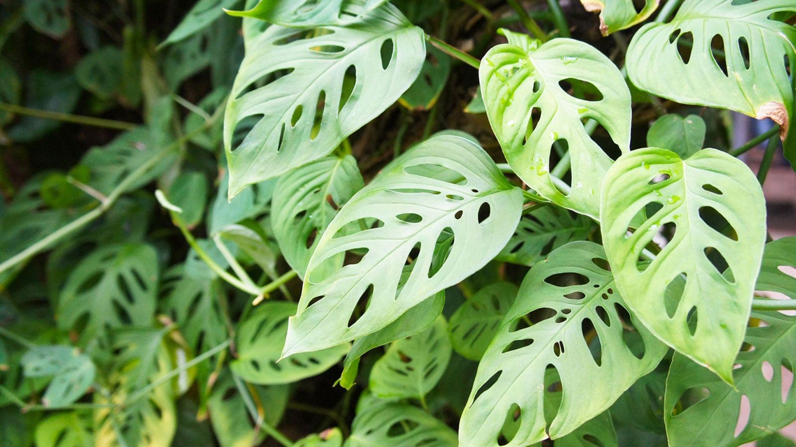 Swiss Cheese Plant Info  Learn About Adanson's Monstera Swiss Cheese Plants  | Gardening Know How