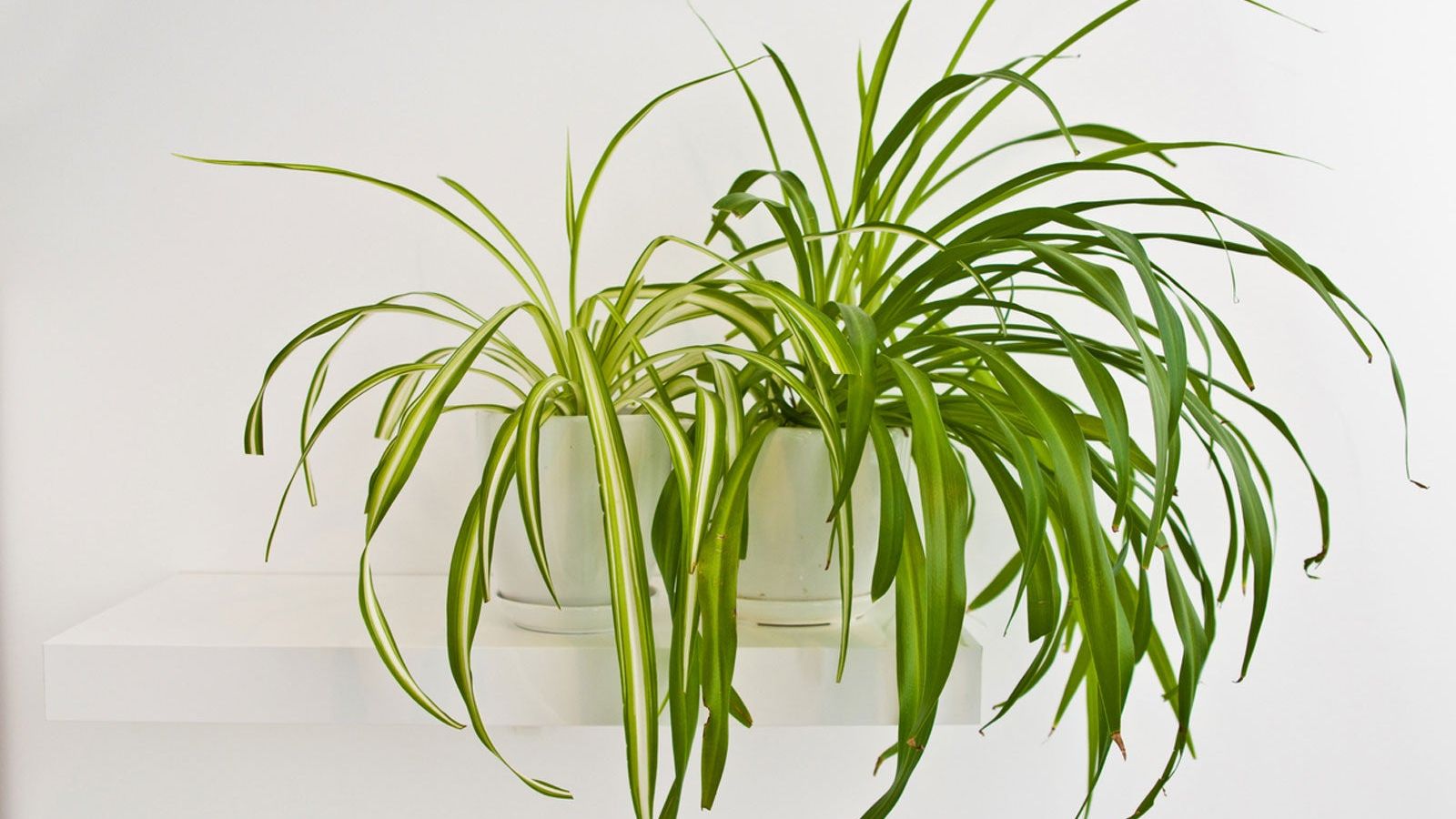 Yellowing Spider Plant Leaves: Why Are Leaves Turning Yellow On Spider Plant