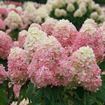 Limelight Prime&amp;reg; Panicle Hydrangea