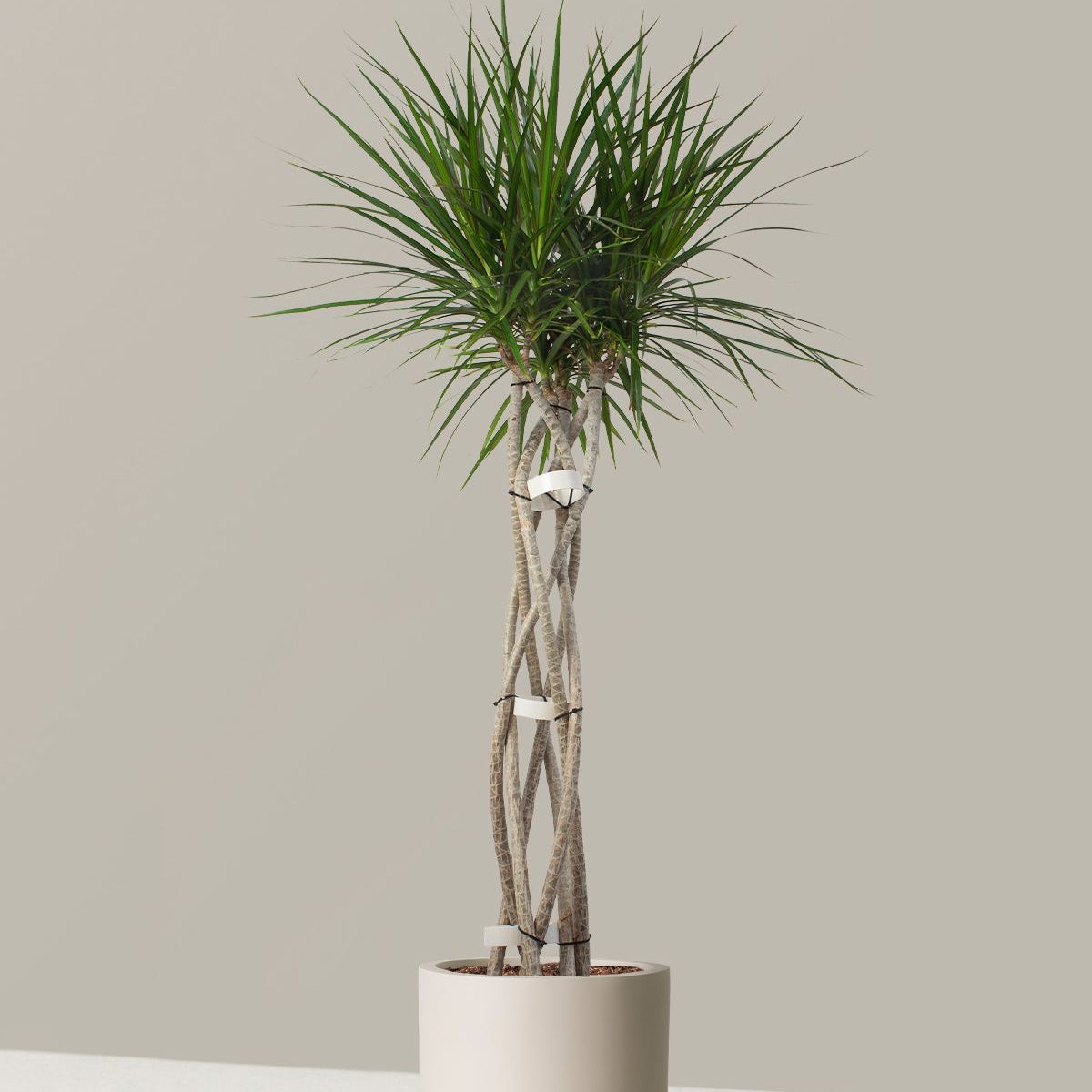 Dracaena Marginata Open Weave