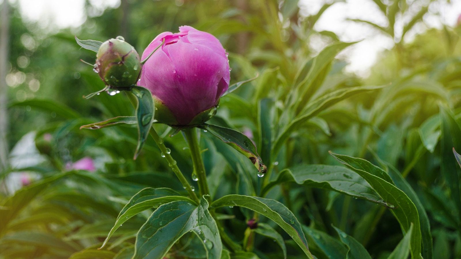 What Causes Peony Bud Blast – Learn About Peonies With Bud Blast 