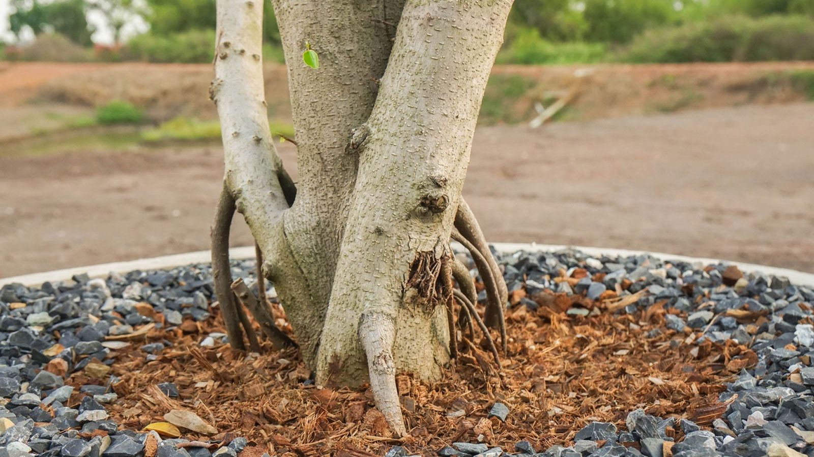 Moving And Dividing Mature Plants: What To Expect With Mature