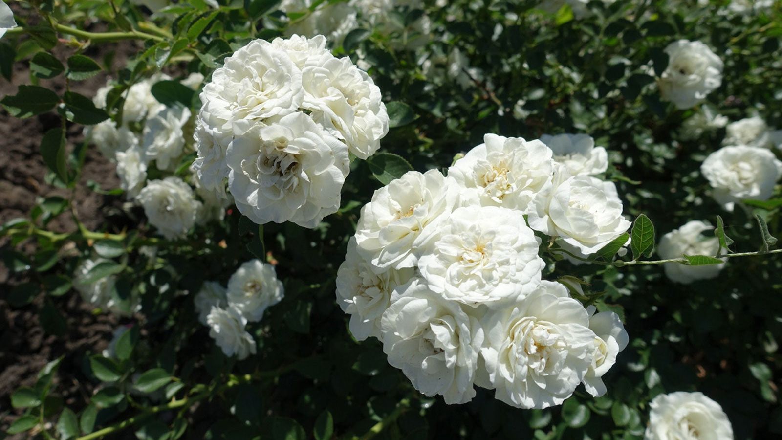 White Rose Cultivars – Learn About Different Types Of White Rose | Gardening  Know How, image size:1600x900