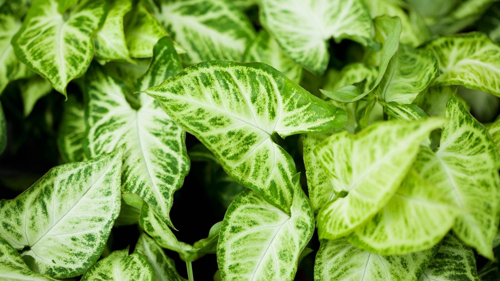 peppermint planting Peppermint Mint (2 Pack) – Bonnie Plants