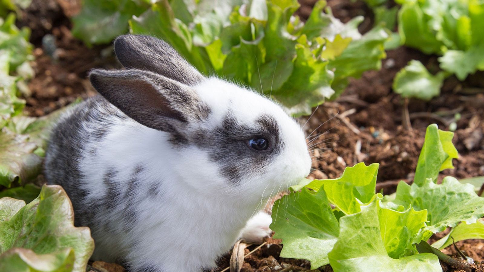 Plants Harmful To Rabbits: Garden Plants That Are Dangerous For Rabbits To  Eat | Gardening Know How, image size:1600x900