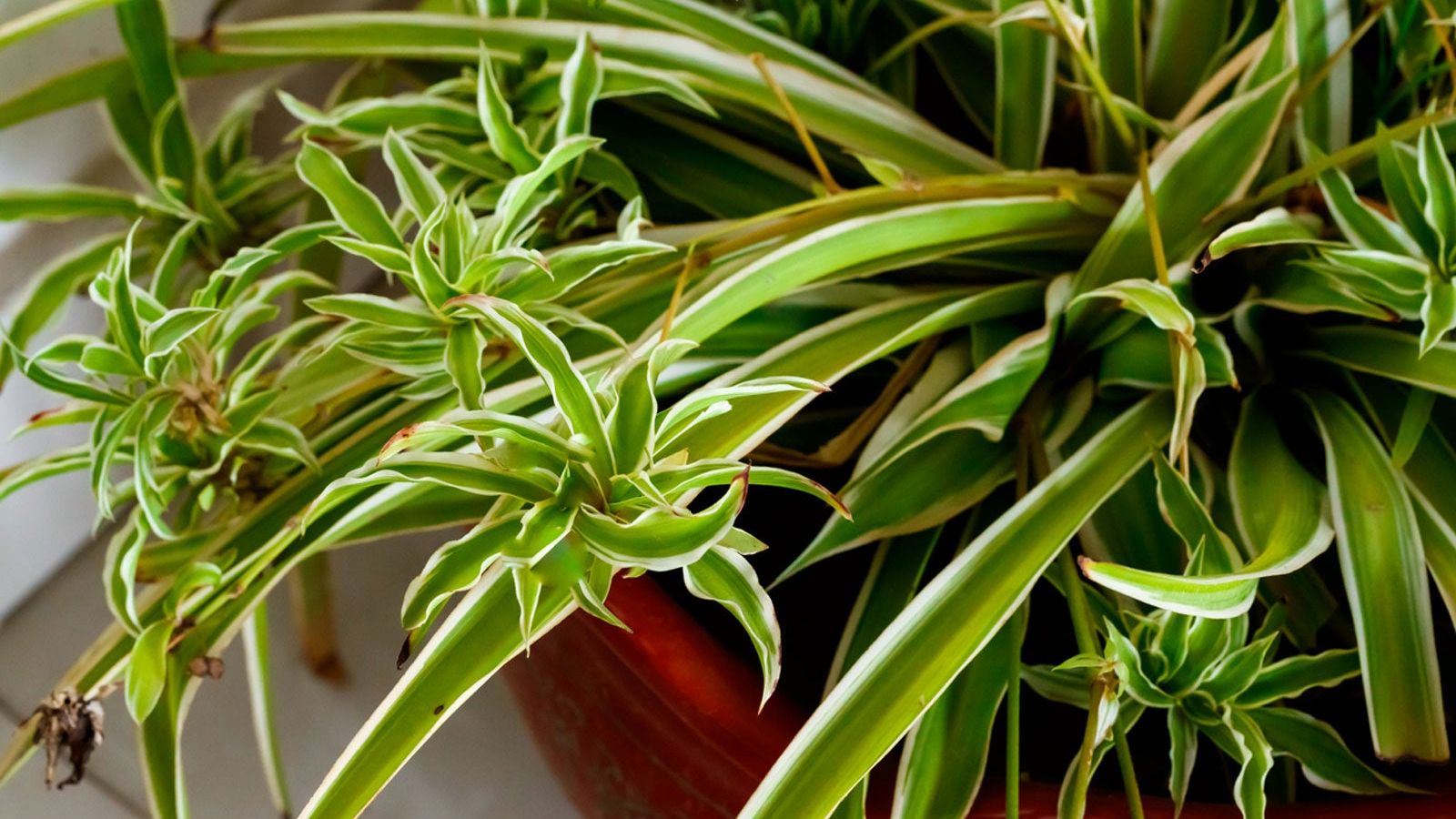 black robusta snake plant Snake Plant 'Robusta'