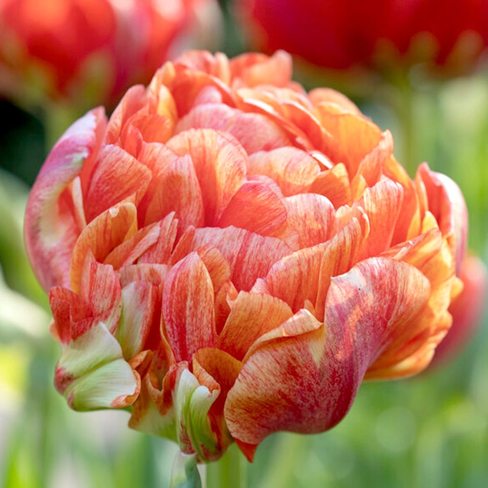 Tulip Gudoshnik Double