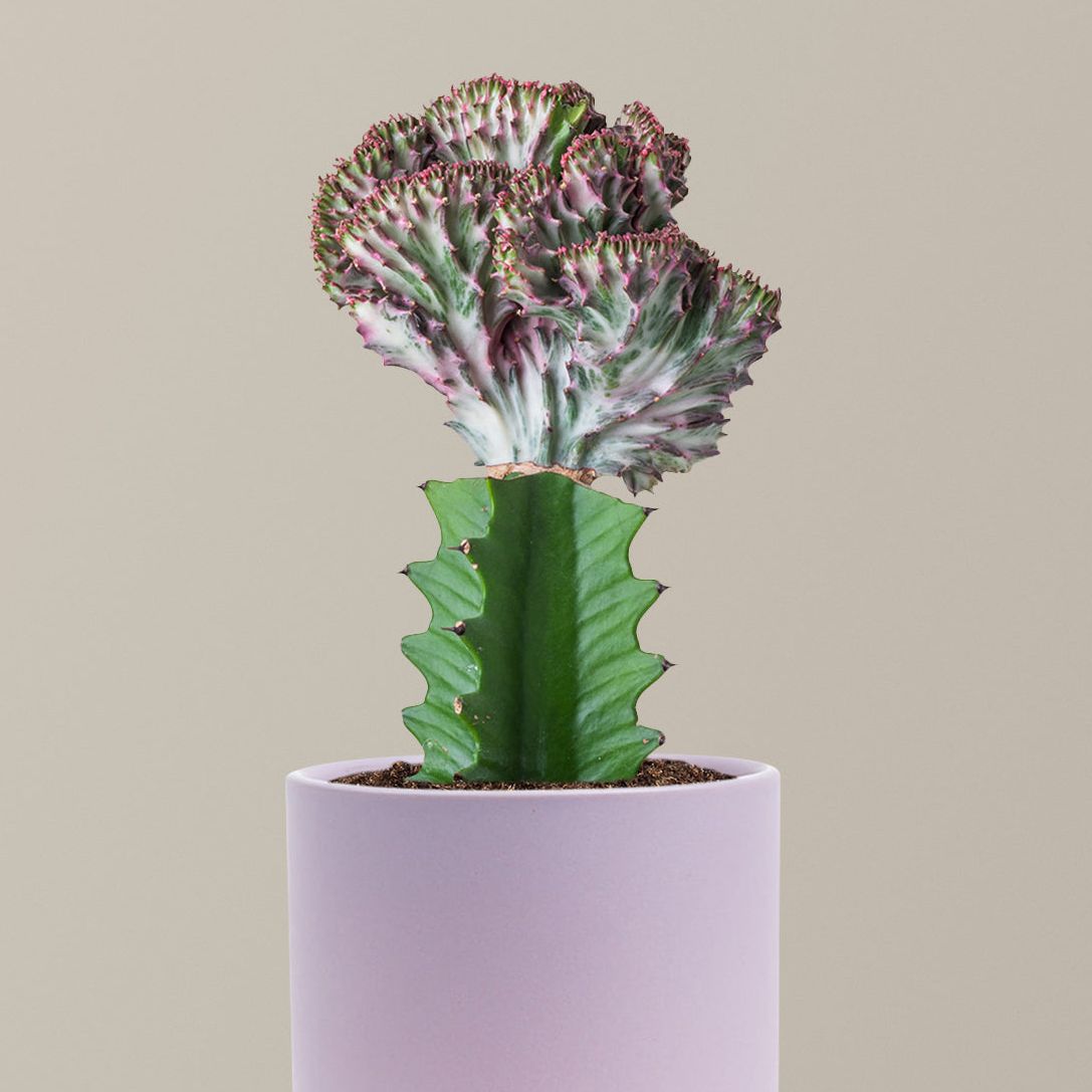Mermaid Tail Cactus - Purple (8-12" Tall) / Isabella (6.25" Wide) / Lavender